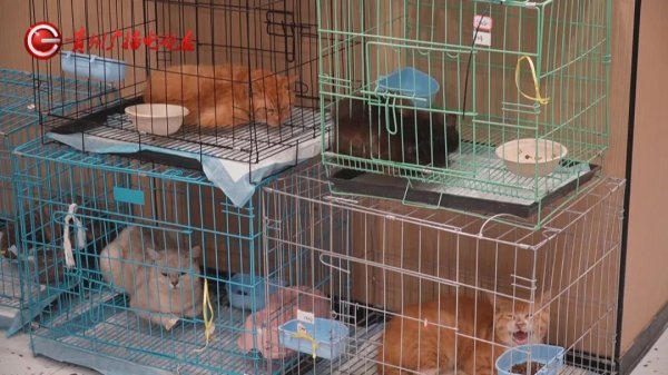 尚红网  400多只小猫在贵阳获救，状态良好均已安置，网友：贵阳这波上大分